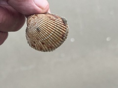 Dinocardium robustum