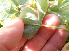 Puccinia oxalidis