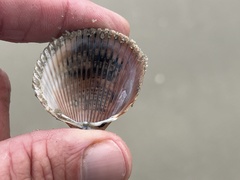 Dinocardium robustum