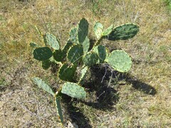 Opuntia engelmannii