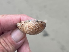 Dinocardium robustum