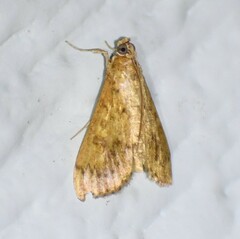 Asciodes gordialis