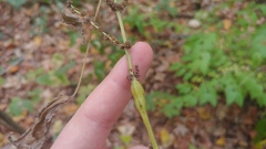 Neolasioptera boehmeriae