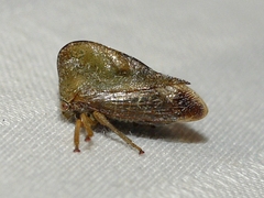 Smilia camelus