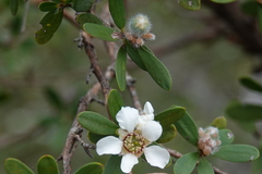 Leptospermum trinervium