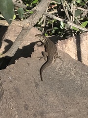 Liolaemus fuscus