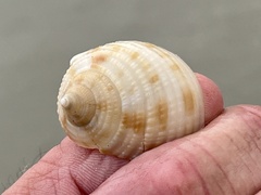 Semicassis granulata