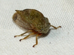Smilia camelus
