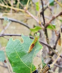 Acronicta lithospila