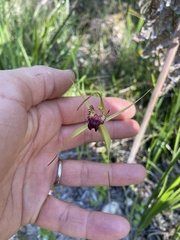 Caladenia paludosa