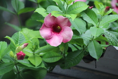 Allamanda blanchetii
