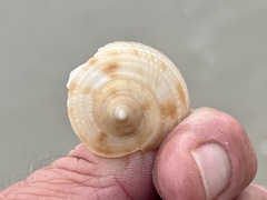 Semicassis granulata