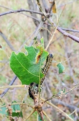 Acronicta lithospila