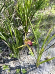 Caladenia paludosa