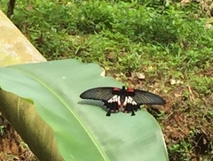 Papilio memnon agenor
