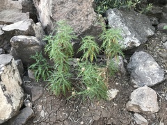 Plectocephalus chilensis