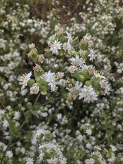 Moscharia pinnatifida