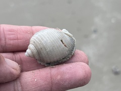 Semicassis granulata