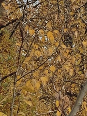 Spizelloides arborea