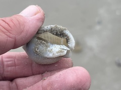 Semicassis granulata