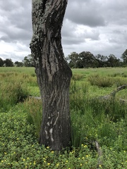 Eucalyptus siderophloia