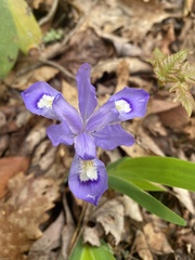 Iris cristata