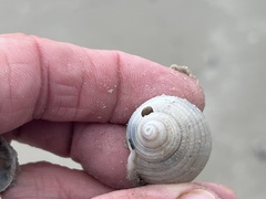 Semicassis granulata