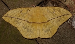 Lonomia