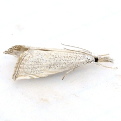 Haimbachia squamulellus