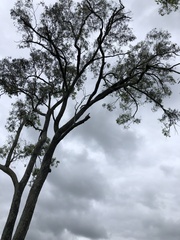 Eucalyptus siderophloia