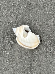 Semicassis granulata