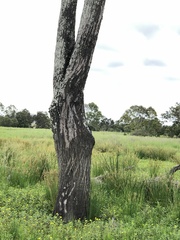 Eucalyptus siderophloia