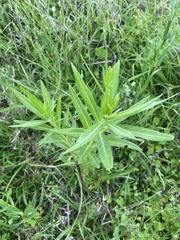 Gomphocarpus physocarpus