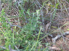 Xanthosia pilosa