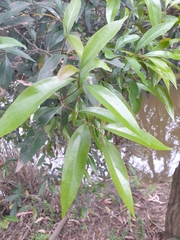 Cryptocarya triplinervis