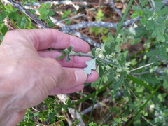 Xanthosia pilosa