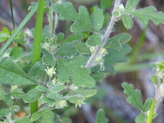 Xanthosia pilosa
