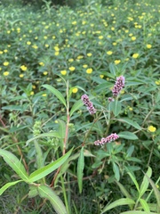 Persicaria decipiens