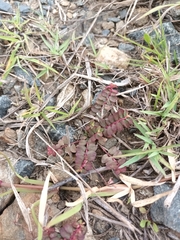 Euphorbia thymifolia