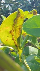 Phyllocnistis citrella