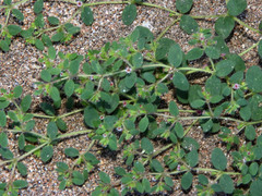 Euphorbia setiloba