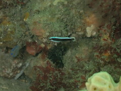 Labroides dimidiatus