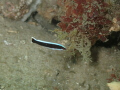 Labroides dimidiatus