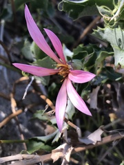 Mutisia ilicifolia decandolleana