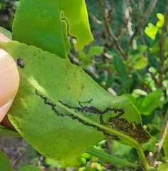 Phyllocnistis citrella