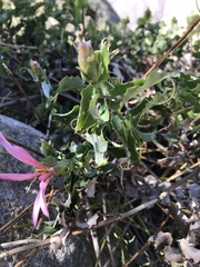 Mutisia ilicifolia decandolleana