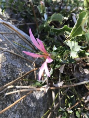 Mutisia ilicifolia decandolleana