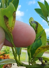 Phyllocnistis citrella