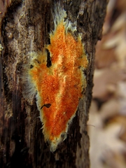 Hydnophlebia