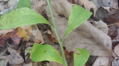Hybanthus concolor